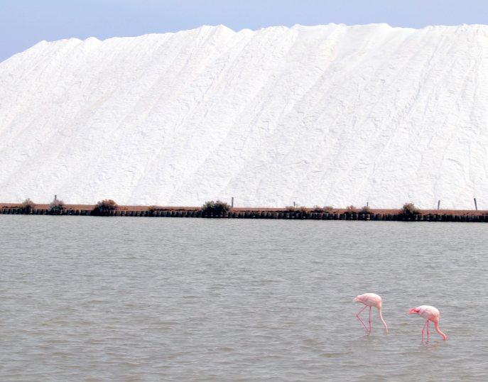 Provence séminaires et incentives Aigues-Mortes