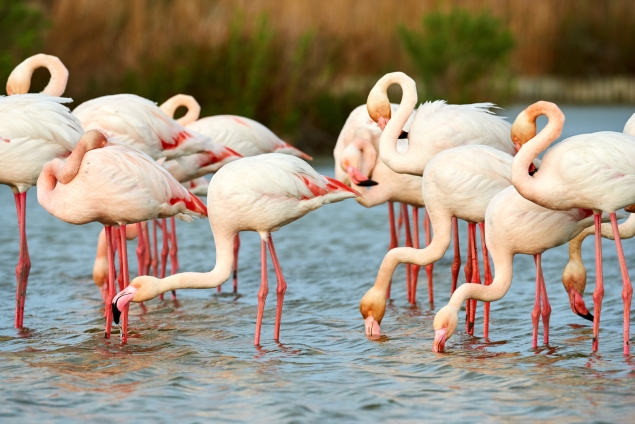 Provence séminaires et incentives camargue Provence séminaires et incentives Camargue