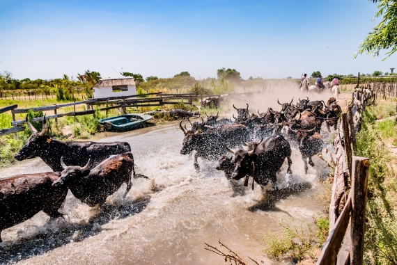 Provence séminaires et incentives manade Camargue