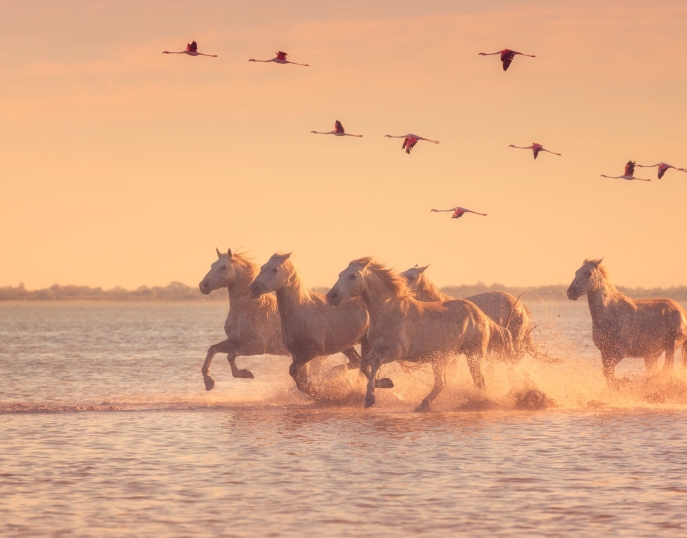 Provence séminaires et incentives Saintes-Maries-de-la-Mer